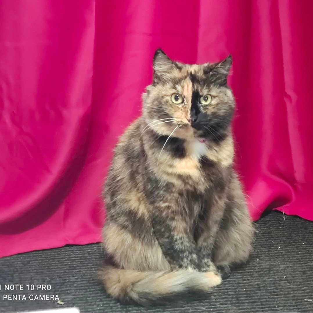 Angel