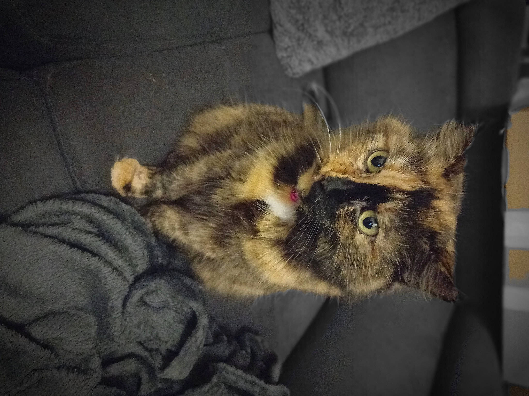 Angel participe au concours pour gagner de l'argent avec cette photo : carnivore, cat, claw, cloud, comfort, domestic_short_haired_cat, fawn, felidae, fur, grey, nap, paw, sleep, small_to_medium_sized_cats, snout, tail, terrestrial_animal, whiskers, wildlife