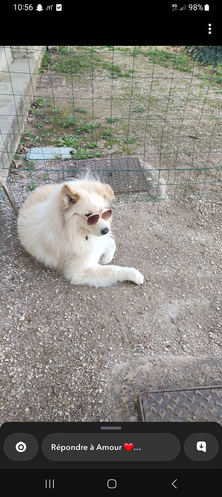 Django a rejoint le concours — aidez-le/la à gagner de superbes lots ! carnivore, cat, companion_dog, dog_breed, fawn, felidae, fence, fur, grass, mesh, road_surface, sitting, small_to_medium_sized_cats, snout, soil, sporting_group, tail, terrestrial_animal, whiskers, wire_fencing