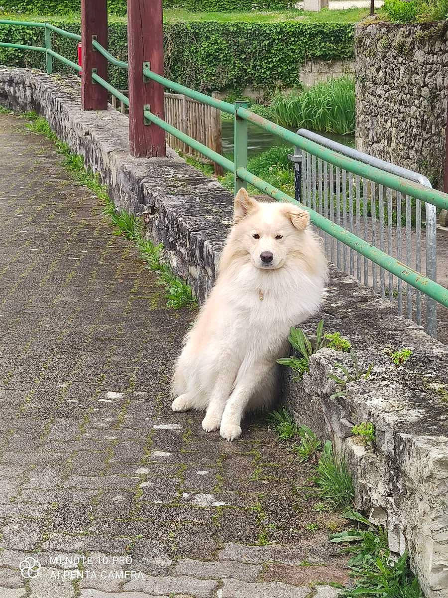 Django participe au concours pour gagner de l'argent avec cette photo : canidae, carnivore, companion_dog, dog, dog_breed, fawn, fence, fur, german_spitz, grass, kintamani, plant, snout, spitz, sporting_group, tail, tree, volpino_italiano, wood, working_animal