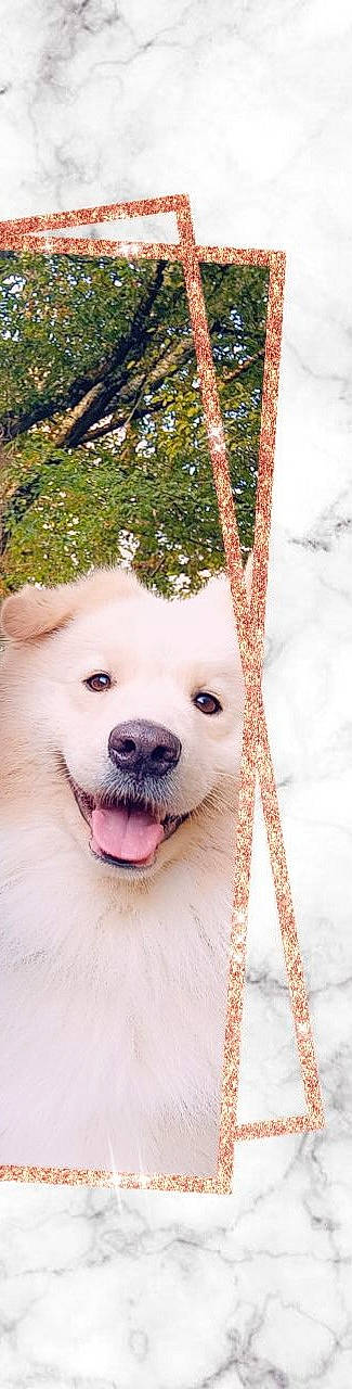 Django a rejoint le concours — aidez-le/la à gagner de superbes lots ! canidae, carnivore, collar, companion_dog, dog, dog_breed, dog_collar, fawn, fur, happy, pet_supply, snout, snow, sporting_group, toy_dog, tree, twig, whiskers, winter, working_animal