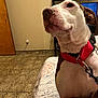 Mookie is registered to the contest to win money with this photo: dog, indoor, red_collar, hand, carpet, door, furniture, leash, pet, animal, brown_and_white, close_up, looking_away, floor, human_hand, household, resting, calm, domestic, portrait