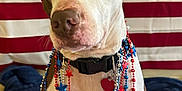 Mookie is registered to the contest to win money with this photo: dog, patriotic, american_flag, red_white_blue, beads, headband, indoor, pet, collar, heart_tag, brown_and_white, sitting, closeup, celebration, festive, cute, animal, portrait, holiday, furniture