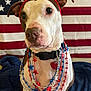 dog, patriotic, american_flag, red_white_blue, beads, headband, indoor, pet, collar, heart_tag, brown_and_white, sitting, closeup, celebration, festive, cute, animal, portrait, holiday, furniture