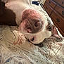 Mookie joined the competition — help win amazing prizes! dog, bed, bedding, upside_down, indoor, resting, canine, nose, close_up, patterned_bedspread, wooden_dresser, furniture, sleepy, pet, animal, cozy, relaxed, white_and_brown, lying_down, home