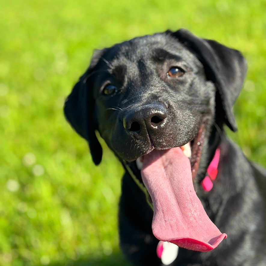 Ruby joined the competition — help win amazing prizes! animal, bodypart, canine, dog, grass, hound, labradorretriever, mouth, person, pet, plant, pointer, puppy, snout, tongue