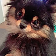 Nina a rejoint le concours — aidez-le/la à gagner de superbes lots ! dog, pomeranian, puppy, fluffy, close_up, black_fur, tan_fur, indoor, pet, cute, small_dog, animal, face, eyes, nose, adorable, fur, portrait, young, companion