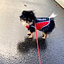 Nina participe au concours pour gagner de l'argent avec cette photo : dog, small_dog, fluffy, black_dog, tan_paws, hiking_jacket, leash, wet_pavement, outdoor, pet, animal, curious, standing, fur, tail, walking, companion, cute, adorable, canine