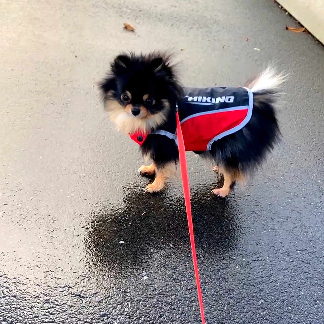 Nina participe au concours pour gagner de l'argent avec cette photo : adorable, animal, black_dog, canine, companion, curious, cute, dog, fluffy, fur, hiking_jacket, leash, outdoor, pet, small_dog, standing, tail, tan_paws, walking, wet_pavement