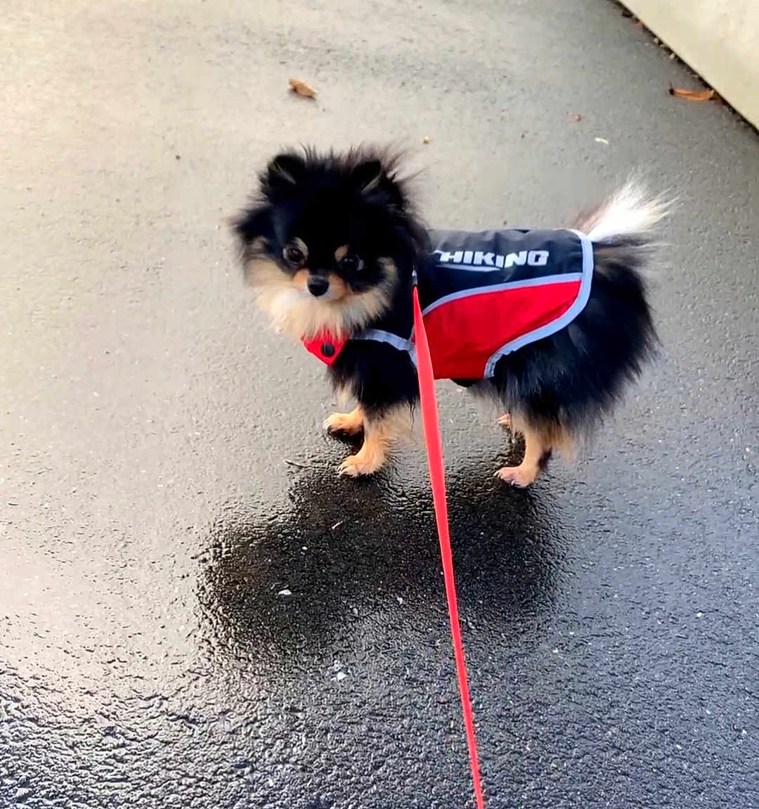 Nina participe au concours pour gagner de l'argent avec cette photo : dog, small_dog, fluffy, black_dog, tan_paws, hiking_jacket, leash, wet_pavement, outdoor, pet, animal, curious, standing, fur, tail, walking, companion, cute, adorable, canine