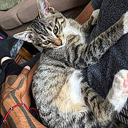 Yoda is registered to the contest to win money with this photo: tabby_cat, cat, pet, animal, feline, green_eyes, tattoo, arm, hand, indoor, couch, cushion, person, resting, fur, whiskers, claws, relaxation, close_up, domestic_animal