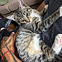 tabby_cat, cat, pet, animal, feline, green_eyes, tattoo, arm, hand, indoor, couch, cushion, person, resting, fur, whiskers, claws, relaxation, close_up, domestic_animal