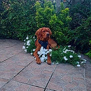 Albert participe au concours pour gagner de l'argent avec cette photo : dog, brown_dog, flowers, white_flowers, green_bushes, patio, stone_patio, outdoor, nature, pet, canine, garden, leisure, resting, calm, sunlight, plants, shrubbery, fur, animal