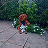 dog, brown_dog, flowers, white_flowers, green_bushes, patio, stone_patio, outdoor, nature, pet, canine, garden, leisure, resting, calm, sunlight, plants, shrubbery, fur, animal
