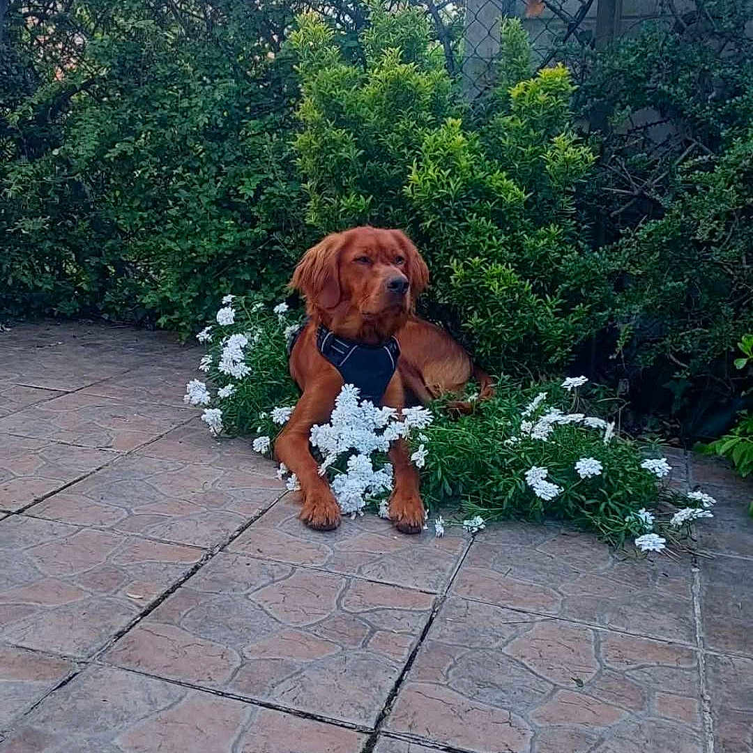 Albert participe au concours pour gagner de l'argent avec cette photo : dog, brown_dog, flowers, white_flowers, green_bushes, patio, stone_patio, outdoor, nature, pet, canine, garden, leisure, resting, calm, sunlight, plants, shrubbery, fur, animal