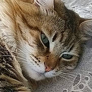 Nina participe au concours pour gagner de l'argent avec cette photo : animal, cat, close_up, cute, domestic_cat, ears, eyes, face, feline, fur, indoor, lying_down, nose, patterned_surface, pet, relaxed, resting, sleepy, tabby_cat, whiskers