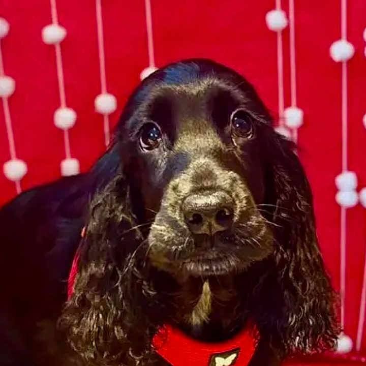 Snappy participe au concours pour gagner de l'argent avec cette photo : animal, black_dog, canine, close_up, curly_ears, cute, decor, dog, domestic_animal, friendly, fur, indoor, looking_at_camera, pet, pom_pom_strings, portrait, red_background, red_harness, studio_style, young_dog