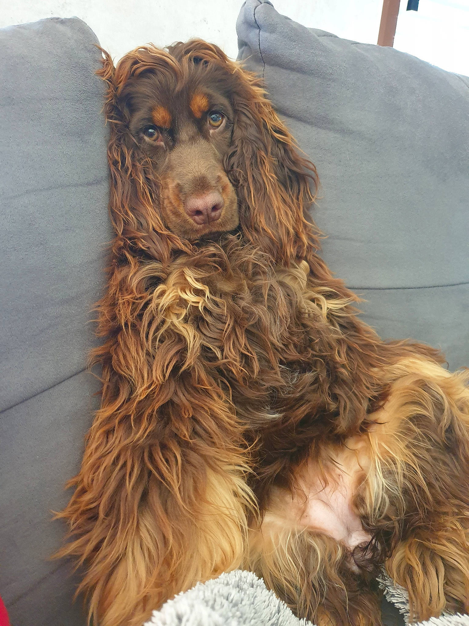 Roxy participe au concours pour gagner de l'argent avec cette photo : art, canidae, carnivore, carving, chainsaw_carving, cocker_spaniel, companion_dog, dog, dog_breed, fur, gun_dog, liver, spaniel, sporting_group, terrestrial_animal, water_dog, wildlife, wood, working_animal