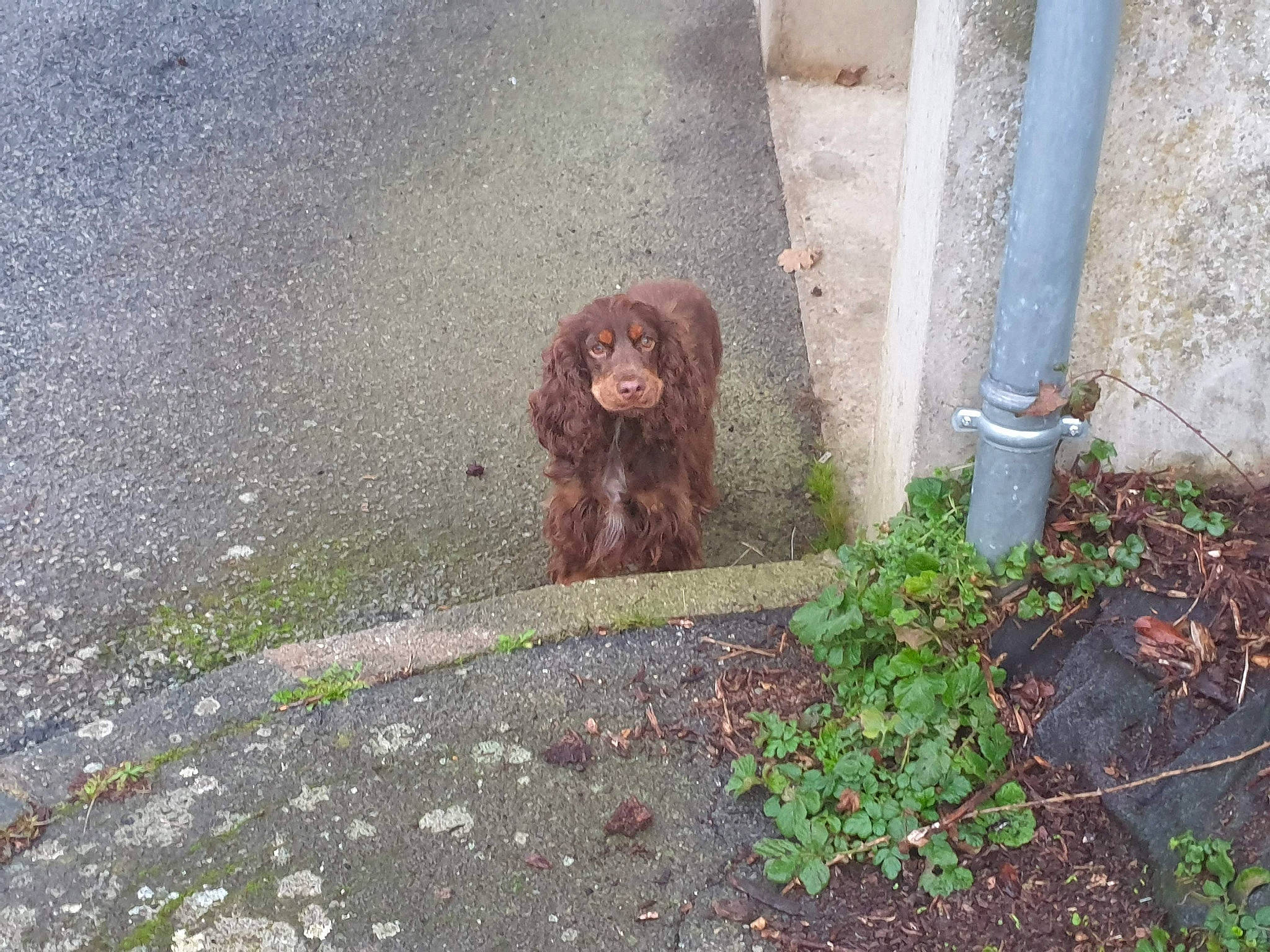 Roxy participe au concours pour gagner de l'argent avec cette photo : asphalt, canidae, carnivore, companion_dog, concrete, dog, dog_breed, fawn, grass, liver, macaque, plant, primate, road_surface, soil, sporting_group, tail, tar, terrestrial_animal, working_animal