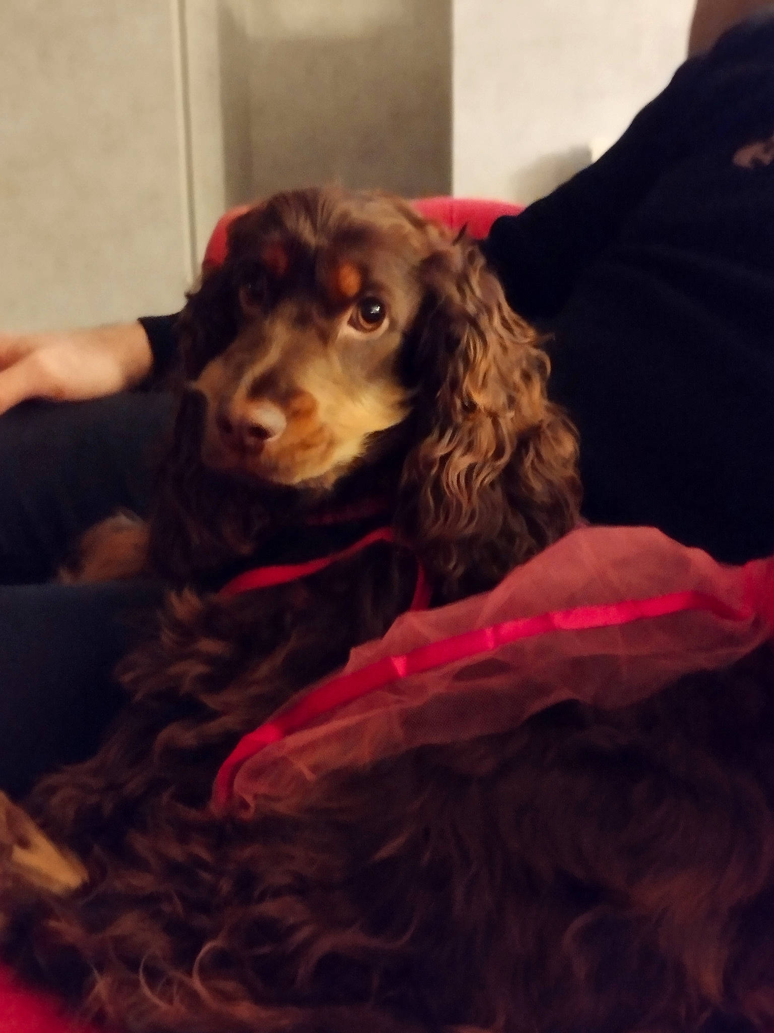 Roxy a rejoint le concours — aidez-le/la à gagner de superbes lots ! canidae, carnivore, cocker_spaniel, companion_dog, dog, dog_breed, dog_supply, fur, gun_dog, liver, puppy, puppy_love, snout, spaniel, sporting_group, water_dog, working_animal