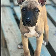 Baïha a rejoint le concours — aidez-le/la à gagner de superbes lots ! dog, puppy, canine, standing, portrait, brown_fur, black_muzzle, white_chest, white_paws, pointed_ears, dark_eyes, short_hair, outdoor, bench, wood, blue_surface, close_up, front_facing, alert, pet