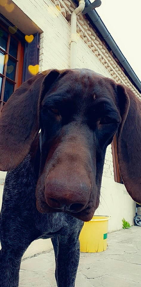 Maya a rejoint le concours — aidez-le/la à gagner de superbes lots ! canidae, carnivore, companion_dog, dog, dog_breed, dog_collar, dog_supply, ear, electric_blue, eye, fur, guard_dog, head, liver, pet_supply, snout, sporting_group, whiskers, window, working_animal