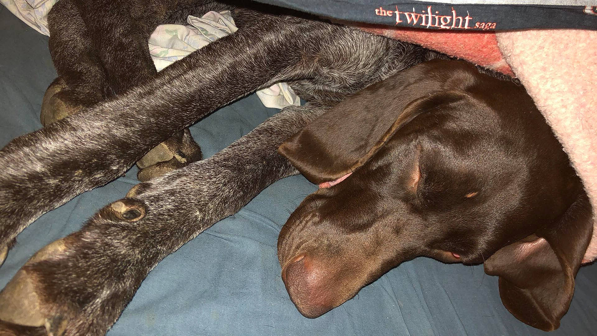 Maya participe au concours pour gagner de l'argent avec cette photo : canidae, carnivore, comfort, companion_dog, dog, dog_breed, fashion_accessory, fawn, fur, grey, guard_dog, liver, metal, pattern, paw, sporting_group, terrestrial_animal, whiskers, wood, working_animal