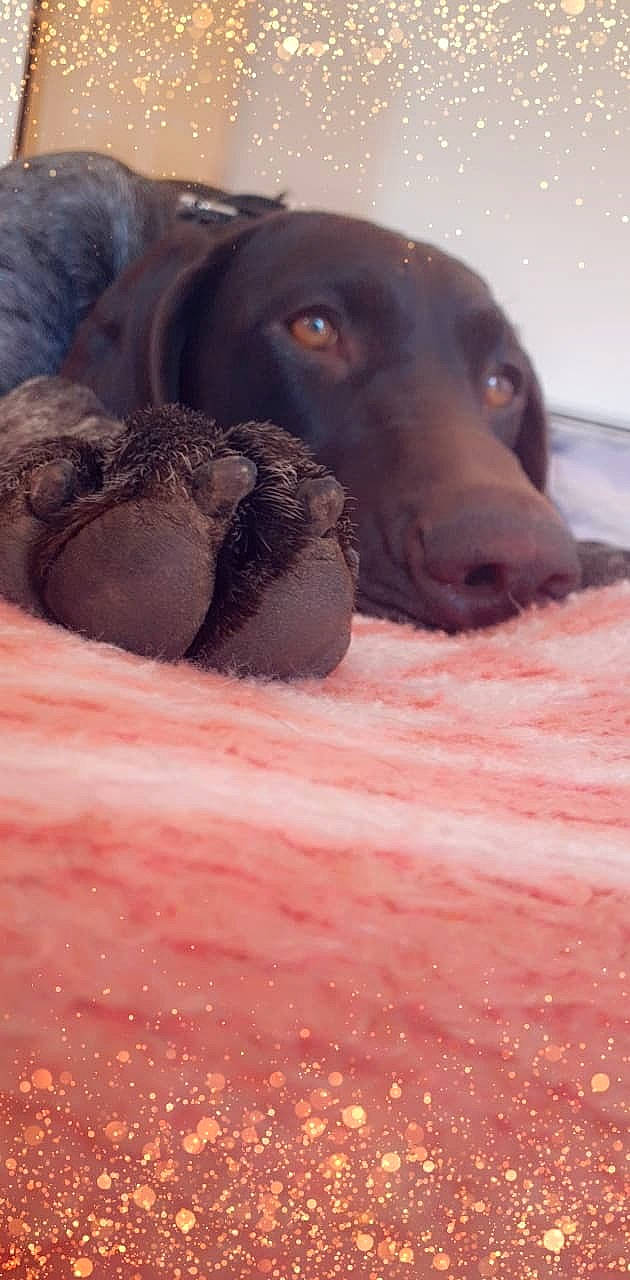 Maya participe au concours pour gagner de l'argent avec cette photo : borador, canidae, carmine, carnivore, companion_dog, dog, dog_breed, dog_collar, fawn, fur, guard_dog, gun_dog, liver, pet_supply, pointing_breed, retriever, sporting_group, terrestrial_animal, whiskers, working_animal