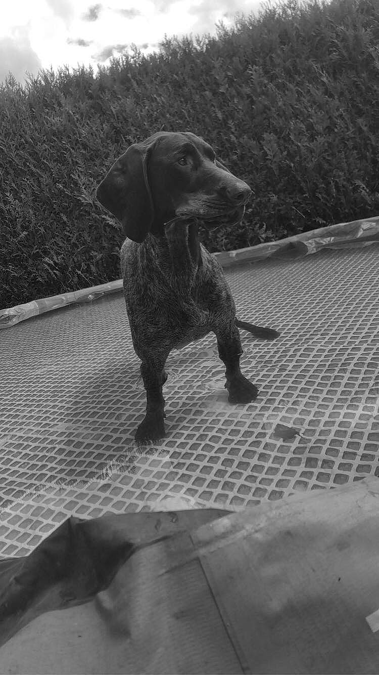 Maya participe au concours pour gagner de l'argent avec cette photo : black_and_white, canidae, carnivore, companion_dog, dog, dog_breed, grey, gun_dog, leash, liver, monochrome, monochrome_photography, plant, road, road_surface, shadow, snout, sporting_group, style, working_animal