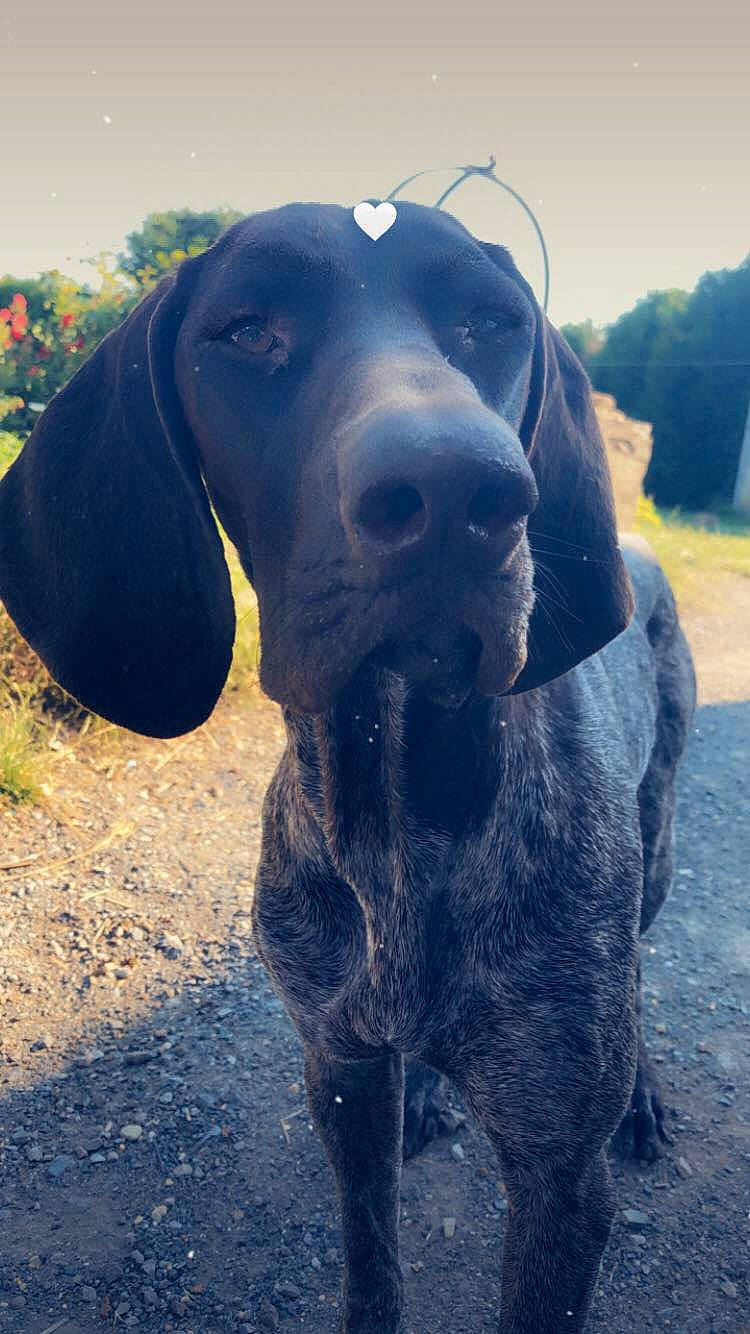 Maya participe au concours pour gagner de l'argent avec cette photo : canidae, carnivore, companion_dog, dog, dog_breed, dog_collar, dog_supply, electric_blue, fawn, grass, guard_dog, gun_dog, landscape, plant, sky, snout, sporting_group, terrestrial_animal, working_animal, working_dog