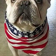 Yeti joined the competition — help win amazing prizes! dog, bulldog, pet, indoor, bandana, american_flag, floor, looking_up, close_up, white_dog, canine, domestic_animal, mammal, cute, companion, animal, portrait, standing, ears, eyes