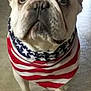 dog, bulldog, pet, indoor, bandana, american_flag, floor, looking_up, close_up, white_dog, canine, domestic_animal, mammal, cute, companion, animal, portrait, standing, ears, eyes