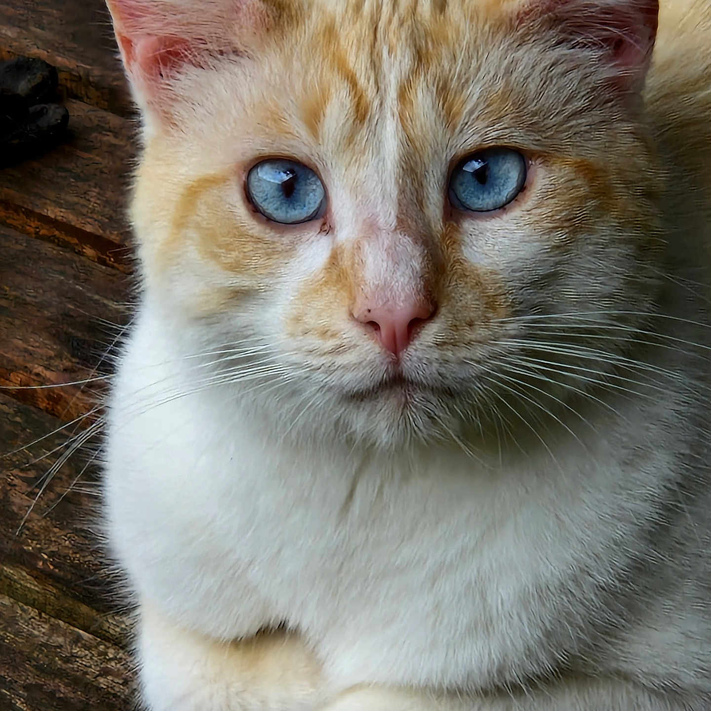 Max participe au concours pour gagner de l'argent avec cette photo : animal, animal_portrait, blue_eyes, calm, cat, close_up, cream, cute, domestic_cat, face, fur, mammal, nature, orange, pet, portrait, resting, texture, whiskers, wood
