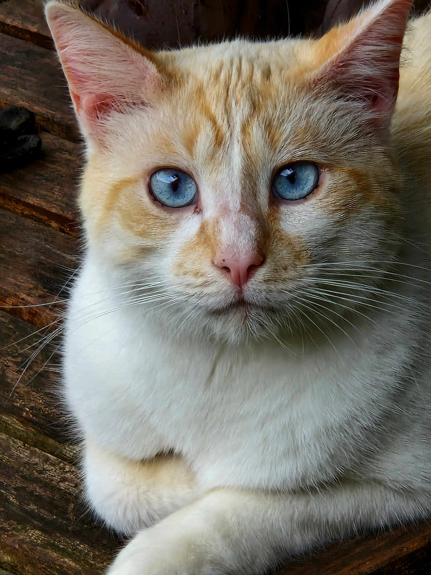 Max participe au concours pour gagner de l'argent avec cette photo : cat, blue_eyes, close_up, fur, whiskers, resting, wood, texture, animal, pet, orange, cream, portrait, calm, nature, mammal, cute, domestic_cat, face, animal_portrait