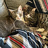 animal, blanket, cat, close_up, companion, couch, cozy, cute, domestic_animal, feline, fur, gray_cat, indoor, pet, relaxed, resting, snuggling, striped_blanket, tabby_cat, two_animals