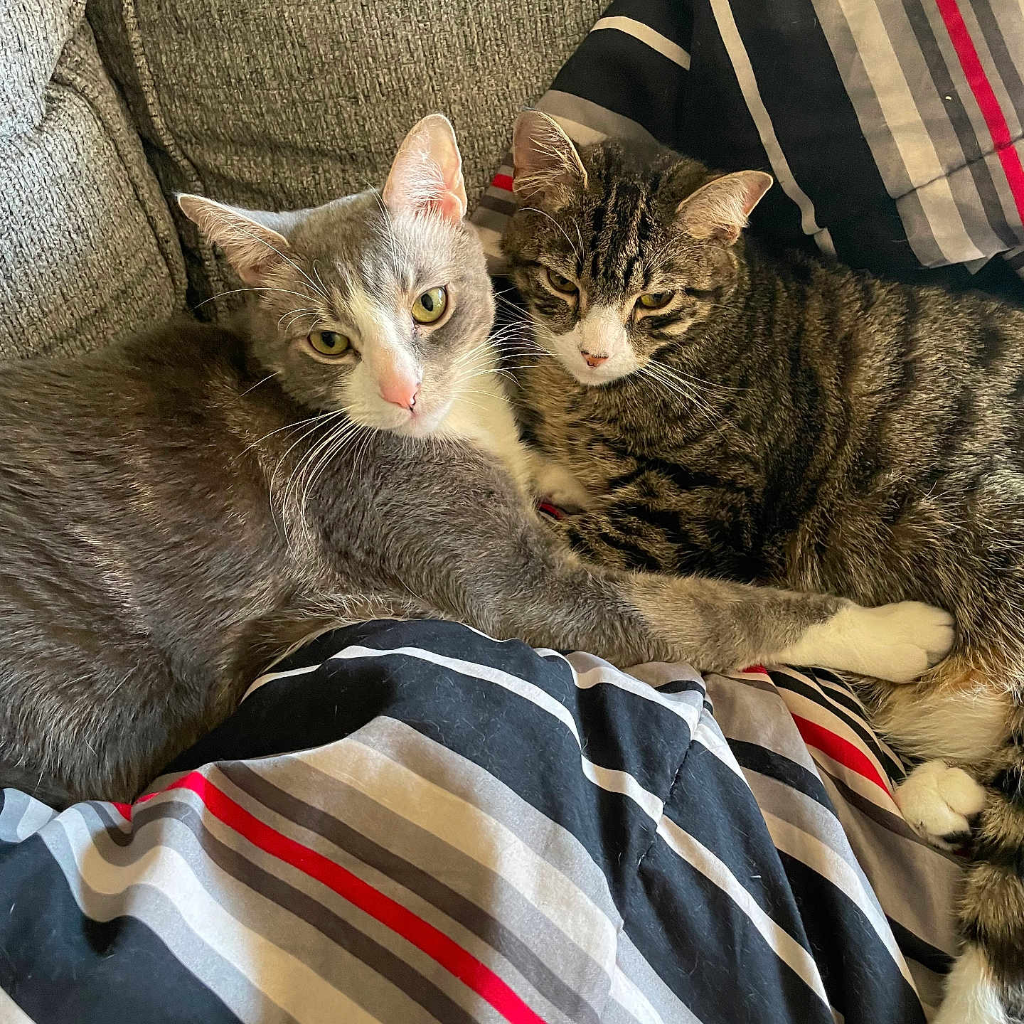 Prince And Theo joined the competition — help win amazing prizes! animal, blanket, cat, close_up, companion, couch, cozy, cute, domestic_animal, feline, fur, gray_cat, indoor, pet, relaxed, resting, snuggling, striped_blanket, tabby_cat, two_animals