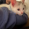 kitten, cat, pet, animal, white_fur, blue_collar, curious, close_up, indoor, cozy, sleeve, fabric, couch, resting, young, small, cute, domestic, fur, whiskers