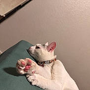Horchata joined the competition — help win amazing prizes! animal, cat, close_up, collar, cute, domestic_cat, ears, feline, indoor, paw, pet, pink_paw_pads, quiet, relaxed, resting, side_profile, sleepy, soft_light, whiskers, white_cat