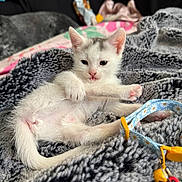 Horchata is registered to the contest to win money with this photo: kitten, cat, pet, animal, white_fur, gray_spots, paw, blanket, collar, tag, cute, young, feline, indoor, resting, soft_texture, playful, small, cozy, fur