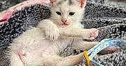 Horchata is registered to the contest to win money with this photo: animal, blanket, cat, collar, cozy, cute, feline, fur, gray_spots, indoor, kitten, paw, pet, playful, resting, small, soft_texture, tag, white_fur, young