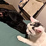 animal_interaction, bedroom, black_dog, canine, carpet, cat, chair, close_up, companion, cute, dog, domestic_animals, feline, friendly, household, indoor, nose_to_nose, pet, snuggling, white_cat