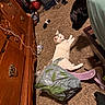 black_dog, carpet, carpeted_floor, cat, clutter, collar, curious, dog, floor, furniture, household_items, indoor, pet, pet_interaction, plastic_bag, room, strap, water_bottle, white_cat, wooden_dresser