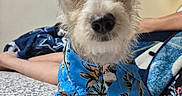 Lucas is registered to the contest to win money with this photo: animal, bed, blanket, blue_shirt, curious, cute, dog, ears, eyes, floral_bedspread, fur, hawaiian_shirt, indoor, nose, person, pet, portrait, puppy, sitting, small_dog