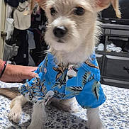 Lucas joined the competition — help win amazing prizes! animal, bedspread, blue_shirt, canine, casual, clothes, curious, cute, dog, domestic_animal, floral_pattern, furniture, hand, hawaiian_shirt, home, indoor, pet, portrait, small_dog, white_fur