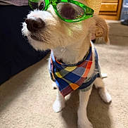 Lucas is registered to the contest to win money with this photo: accessory, animal, bandana, canine, carpet, colorful, costume, cute, dog, domestic, fashion, funny, hat, indoor, pet, plaid, portrait, sitting, small_dog, sunglasses