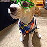 accessory, animal, bandana, canine, carpet, colorful, costume, cute, dog, domestic, fashion, funny, hat, indoor, pet, plaid, portrait, sitting, small_dog, sunglasses