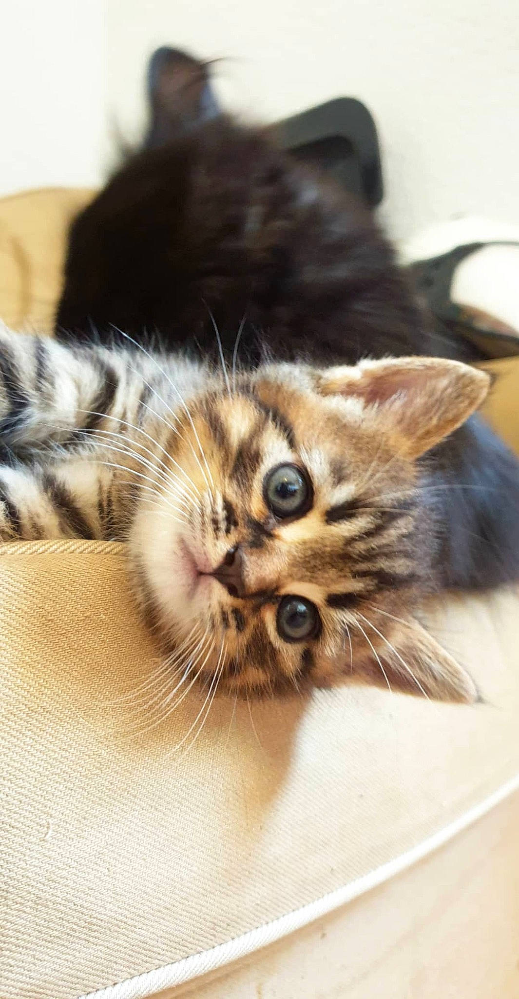 Serge participe au concours pour gagner de l'argent avec cette photo : carnivore, cat, close_up, comfort, domestic_short_haired_cat, ear, eye, fawn, felidae, fur, iris, leg, mammal, paw, small_to_medium_sized_cats, snout, tail, vertebrate, whiskers, window