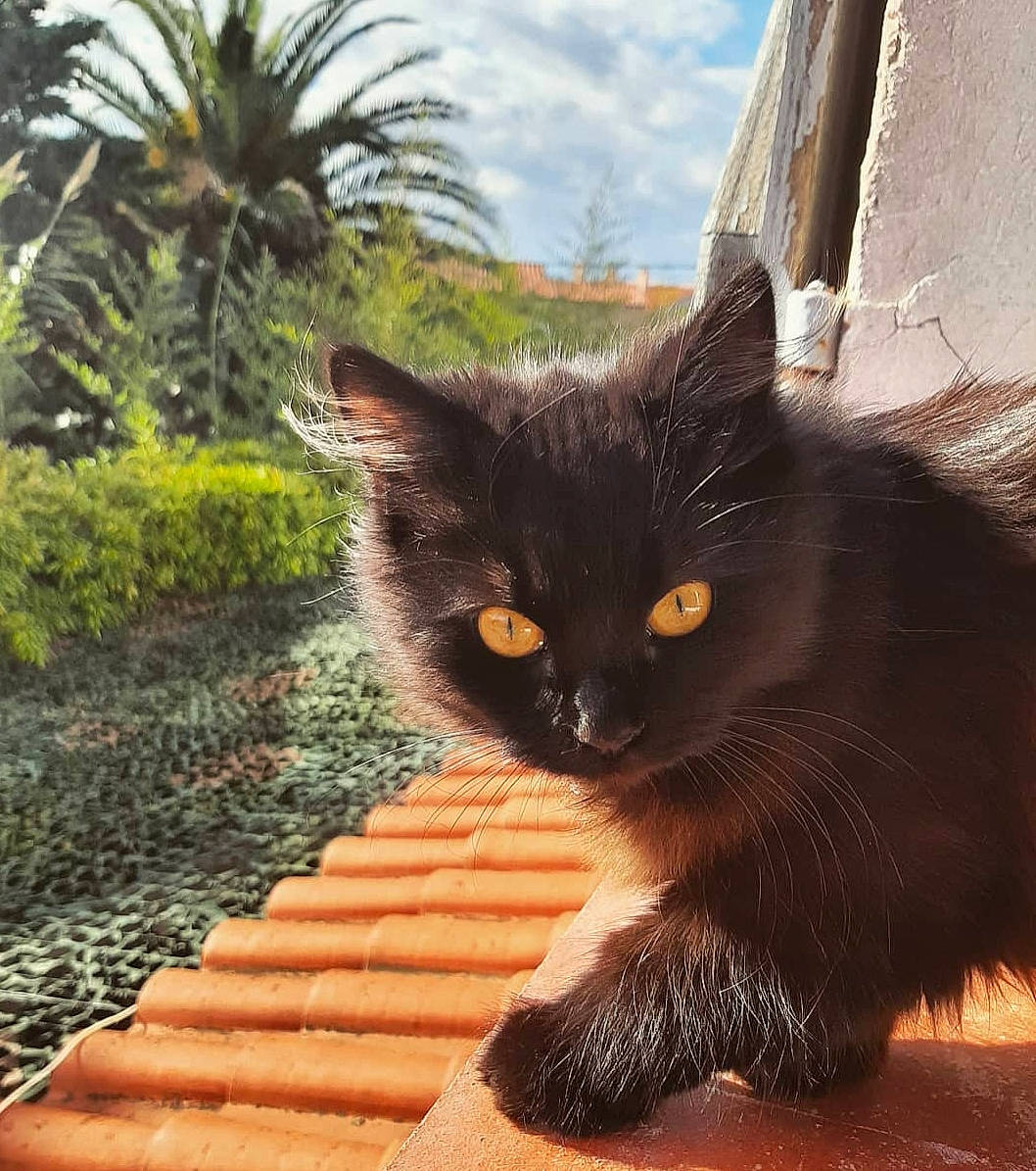 Plume participe au concours pour gagner de l'argent avec cette photo : arecales, black_cat, carnivore, cat, cloud, domestic_short_haired_cat, fawn, felidae, fur, grass, palm_tree, plant, sky, small_to_medium_sized_cats, snout, tail, tree, whiskers, window, wood