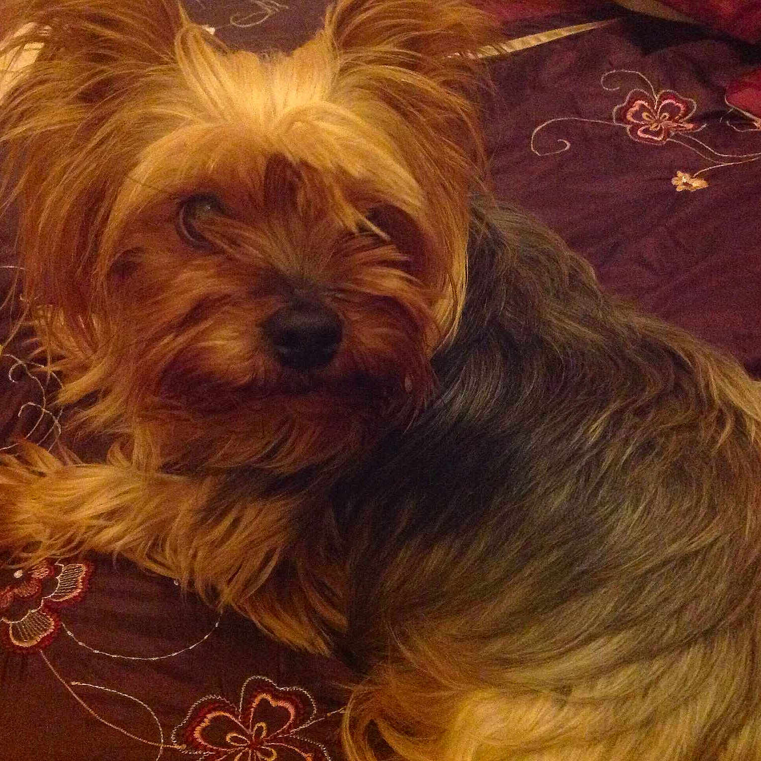 Vesta is registered to the contest to win money with this photo: