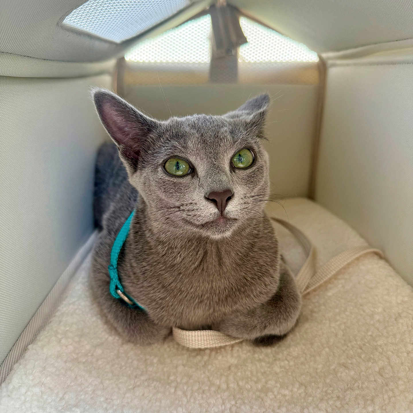 Nola Clawdette joined the competition — help win amazing prizes! cat, gray_cat, pet, animal, feline, portrait, sitting, indoors, cozy, blanket, soft_texture, carrier, hideaway, turquoise_leash, green_eyes, pointed_ears, whiskers, short_hair, front_facing, cute
